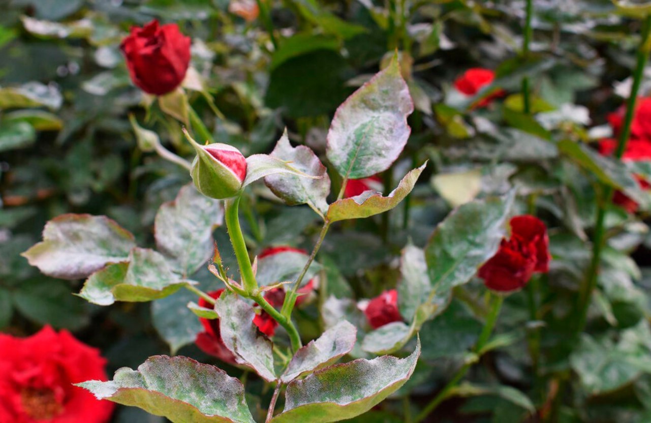 Orange, sorte og grønne: bekæmp typiske rosen- og rosenplantesygdomme