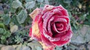 Orange, sorte og grønne: bekæmp typiske rosen- og rosenplantesygdomme