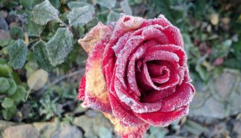 Orange, sorte og grønne: bekæmp typiske rosen- og rosenplantesygdomme