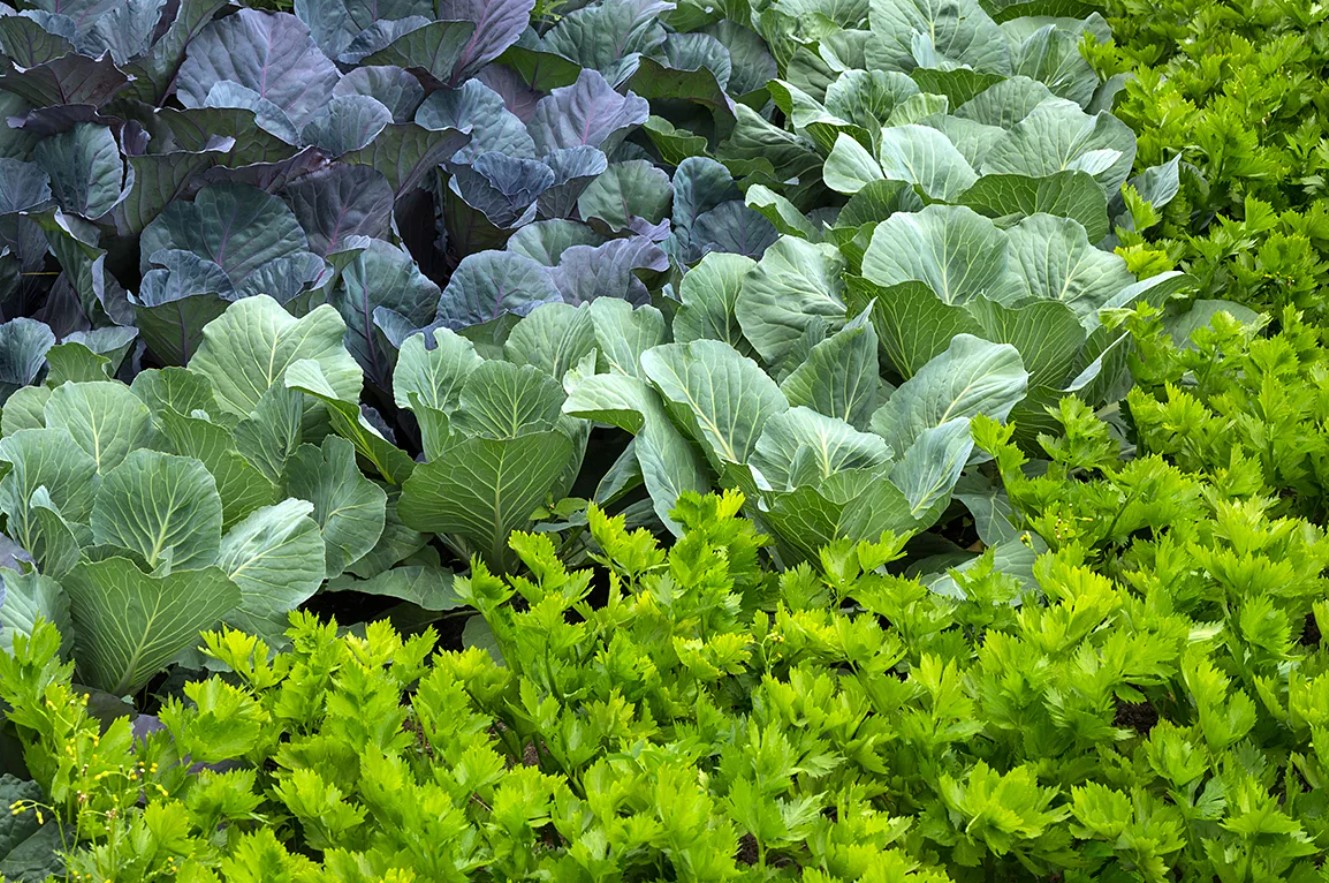 Blandingsdyrkning af grøntsager: hvilke planter passer sammen?
