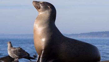 Californiens søløver er ikke rigtig 'dæmoniske' – de er blevet forgiftet