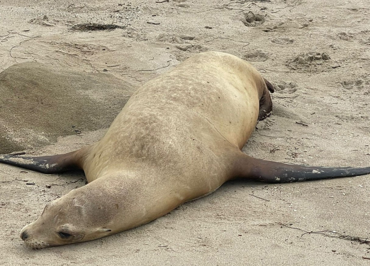 Californiens søløver er ikke rigtig 'dæmoniske' – de er blevet forgiftet