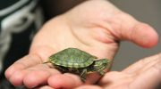 Hvordan passer man korrekt på en tam skildpadde?