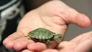 Hvordan passer man korrekt på en tam skildpadde?