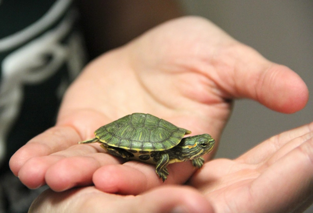 Hvordan passer man korrekt på en tam skildpadde?