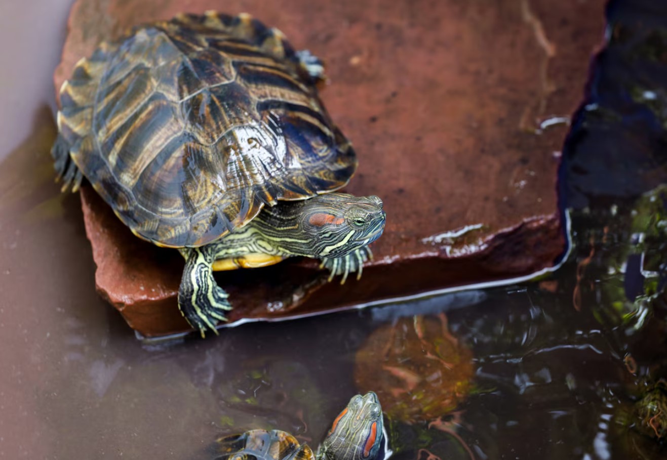 Hvordan passer man korrekt på en tam skildpadde?
