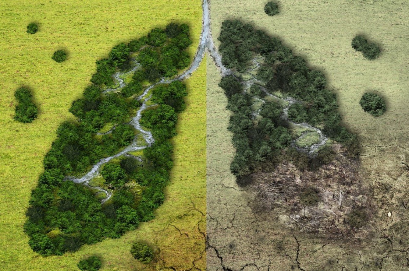 Forskere har foreslået at plante en skov på størrelse med Nordamerika for at undgå at overophede planeten