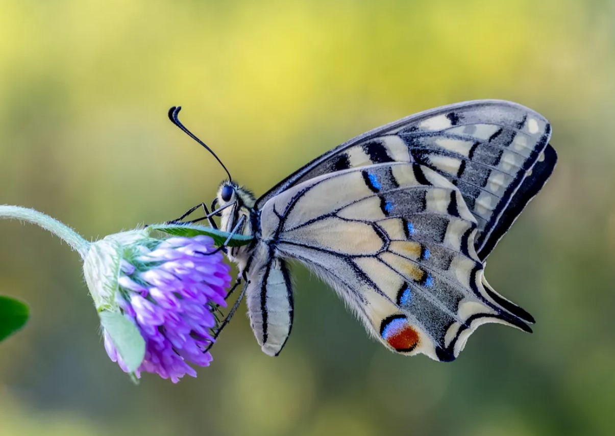 Sådan øger du antallet af sommerfugle i haven med 93 %: Britiske entomologer deler en enkel hemmelighed