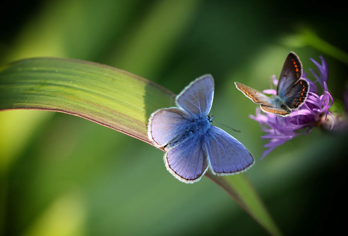 Sådan øger du antallet af sommerfugle i haven med 93 %: Britiske entomologer deler en enkel hemmelighed