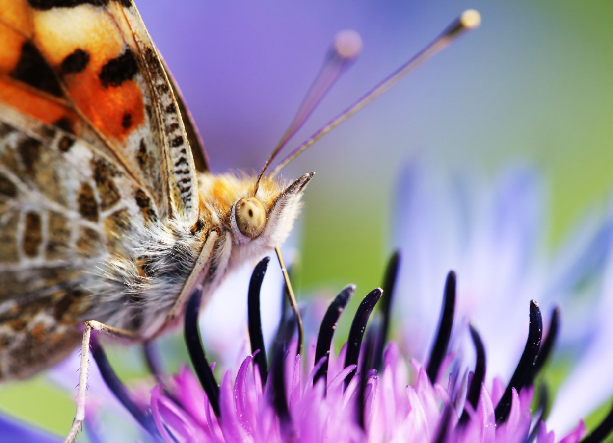 Sådan øger du antallet af sommerfugle i haven med 93 %: Britiske entomologer deler en enkel hemmelighed
