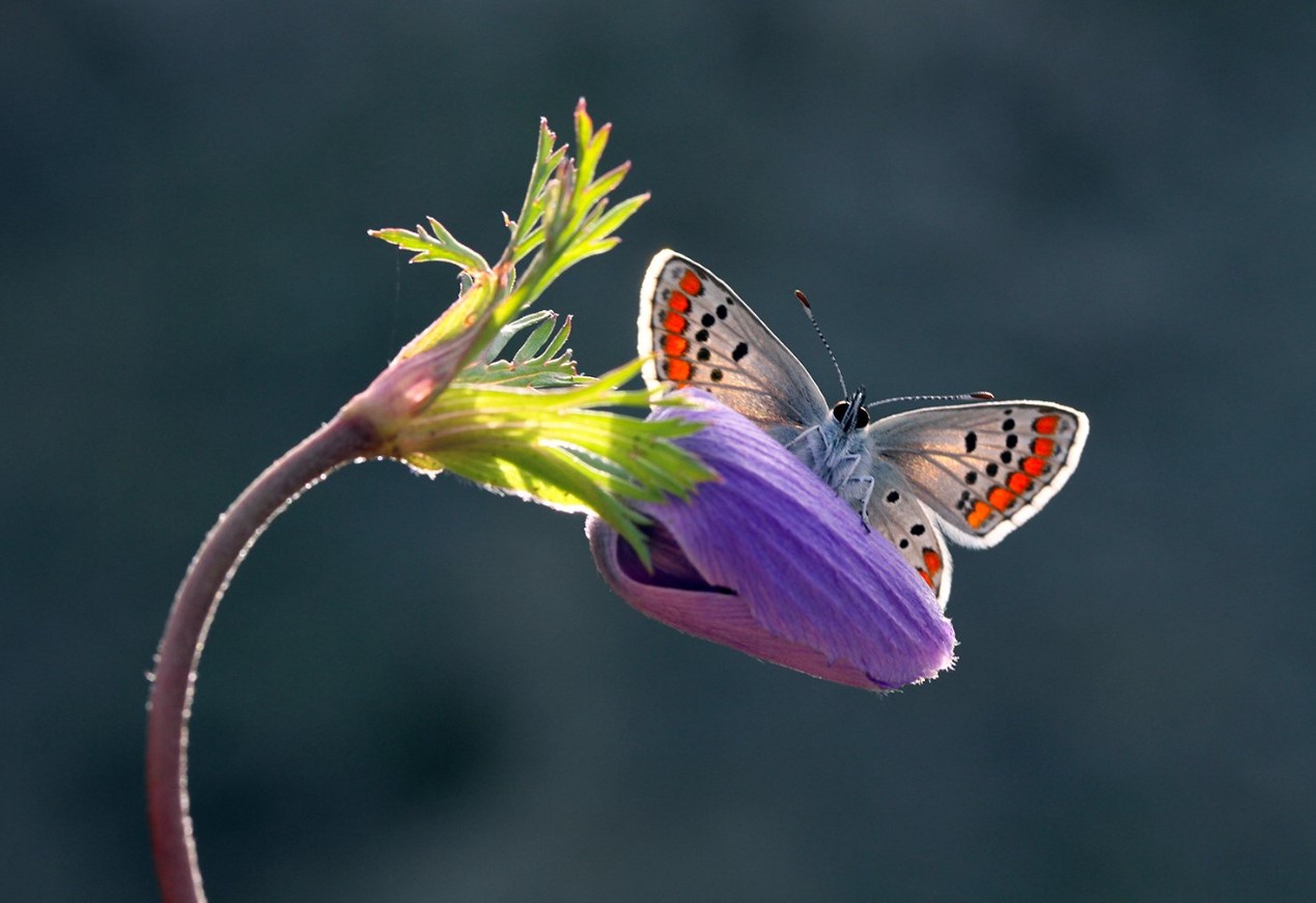 Sådan øger du antallet af sommerfugle i haven med 93 %: Britiske entomologer deler en enkel hemmelighed
