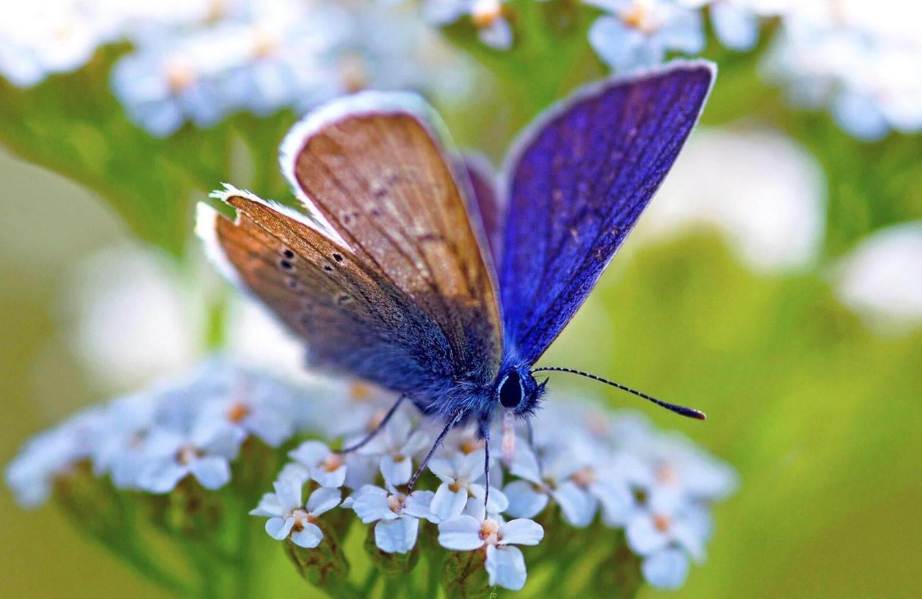 Sådan øger du antallet af sommerfugle i haven med 93 %: Britiske entomologer deler en enkel hemmelighed