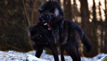 Ikke en myte, men en mutation: sorte ulve er set i Polen for første gang i mange år