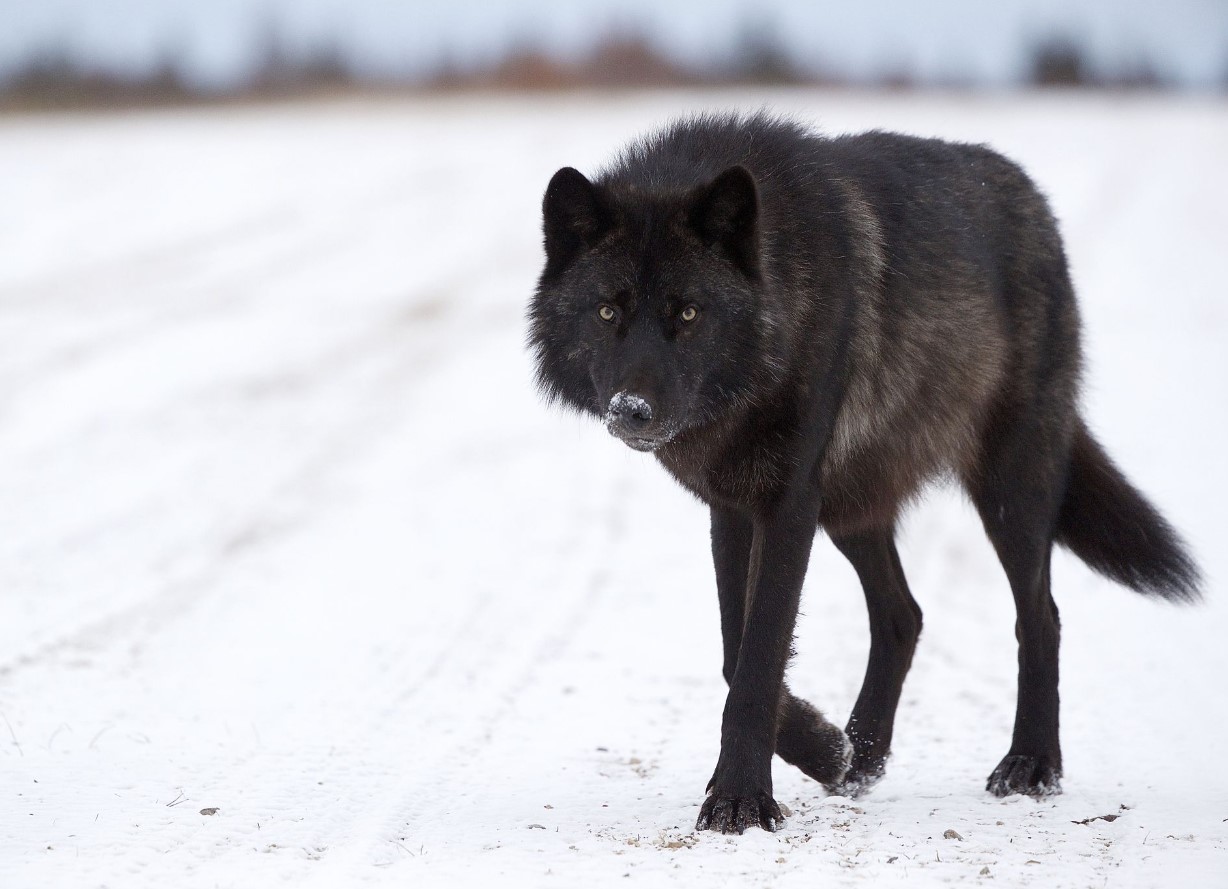 Ikke en myte, men en mutation: sorte ulve er set i Polen for første gang i mange år