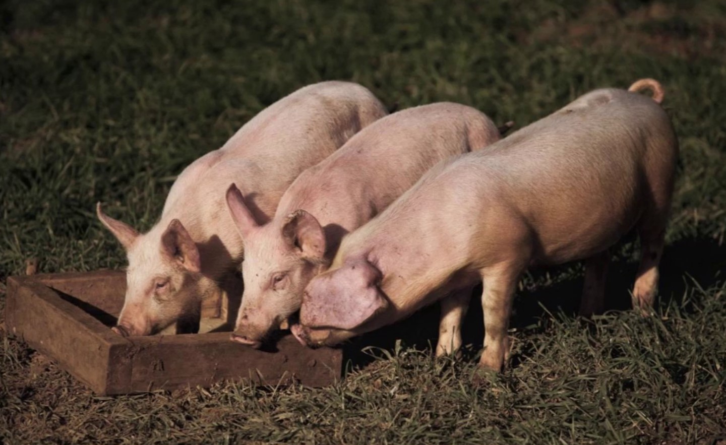 Biologer har endelig fundet ud af, hvordan mennesker domesticerede svin