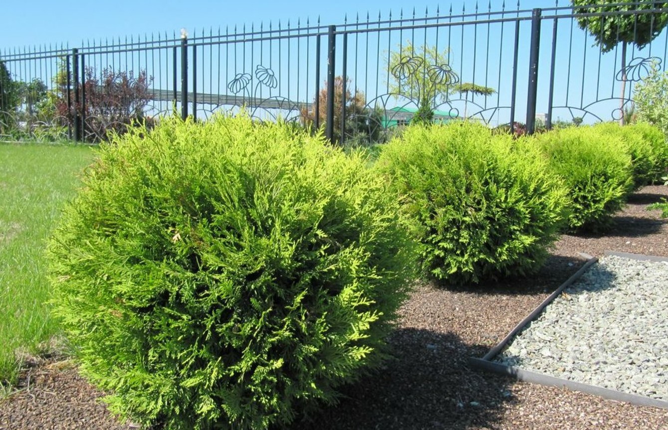 Måske det bedste plant til en levende hæk... Thuja: tips mod brune skud