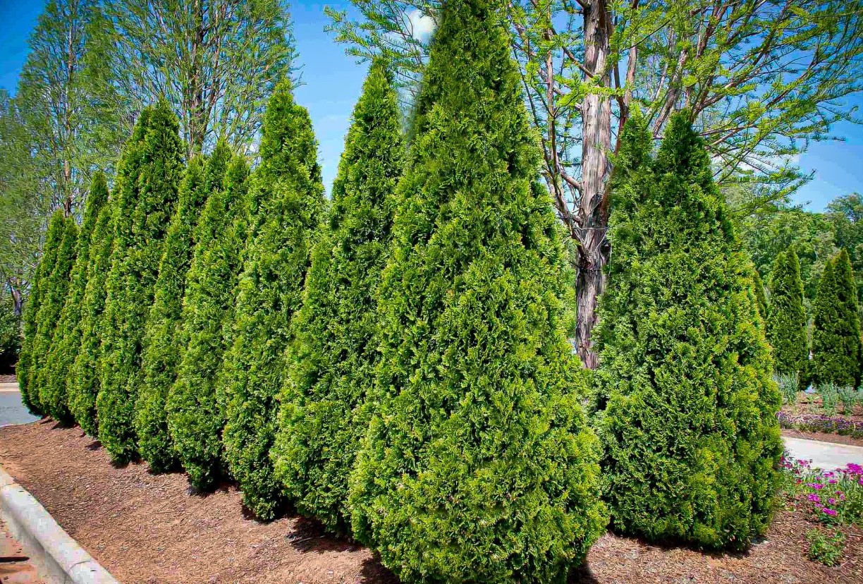 Måske det bedste plant til en levende hæk... Thuja: tips mod brune skud