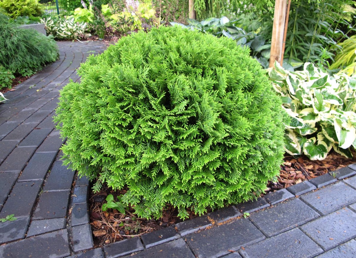 Måske det bedste plant til en levende hæk... Thuja: tips mod brune skud