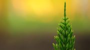 Måske det bedste plant til en levende hæk... Thuja: tips mod brune skud