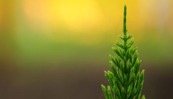 Måske det bedste plant til en levende hæk... Thuja: tips mod brune skud