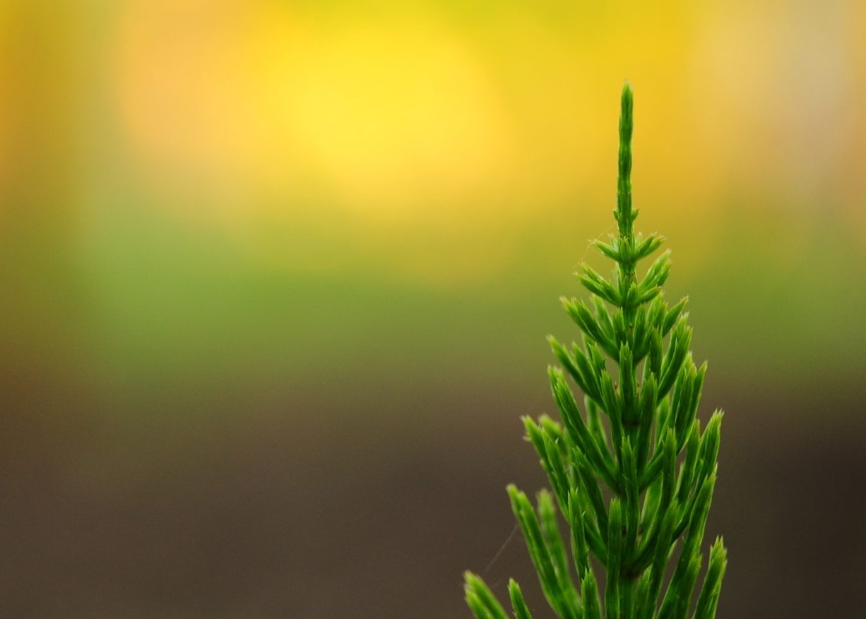 Måske det bedste plant til en levende hæk... Thuja: tips mod brune skud