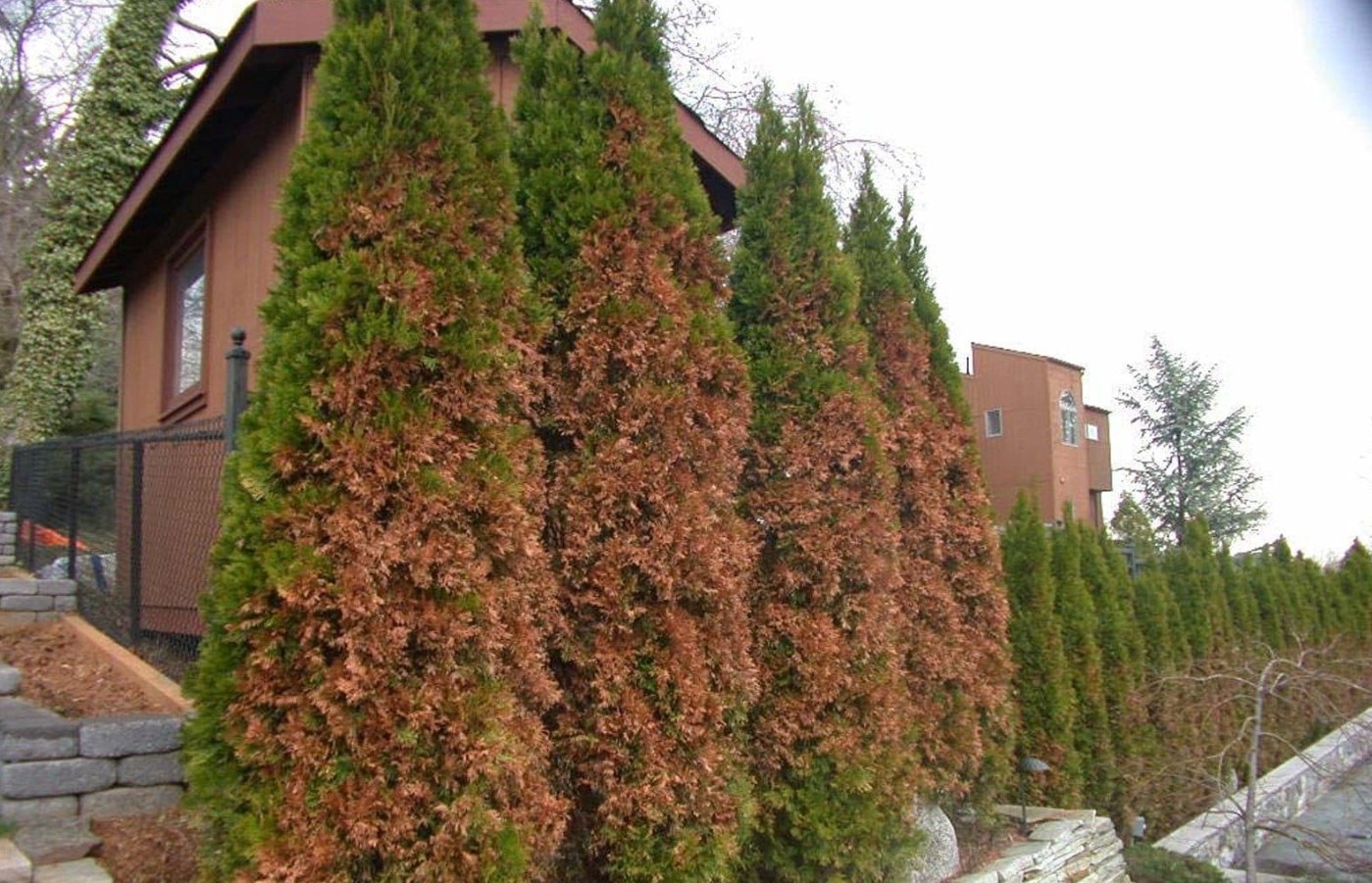 Måske det bedste plant til en levende hæk... Thuja: tips mod brune skud