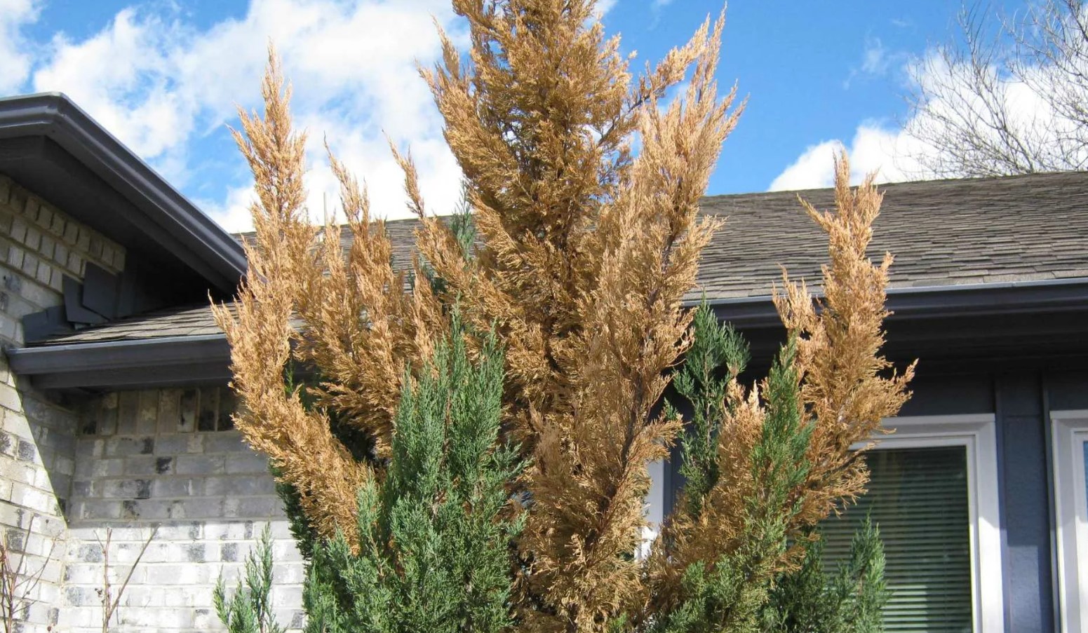 Måske det bedste plant til en levende hæk... Thuja: tips mod brune skud