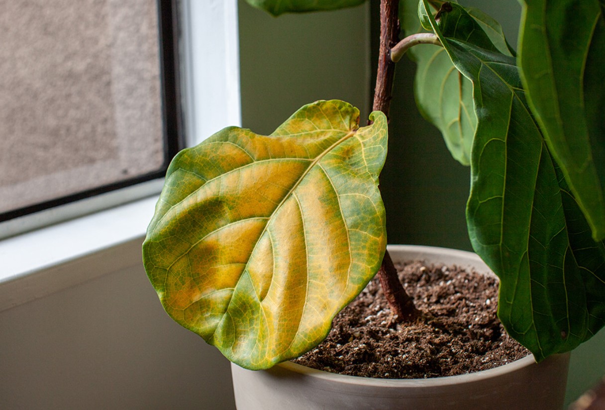 Kan du se tørre bladspidser? Planten råber om hjælp. Find ud af, hvad der plager den, og hvordan du kan hjælpe den