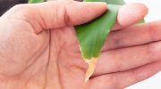 Kan du se tørre bladspidser? Planten råber om hjælp. Find ud af, hvad der plager den, og hvordan du kan hjælpe den