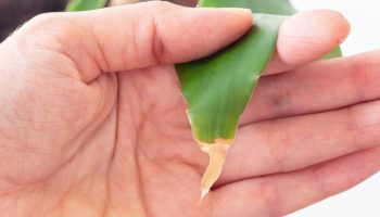 Kan du se tørre bladspidser? Planten råber om hjælp. Find ud af, hvad der plager den, og hvordan du kan hjælpe den