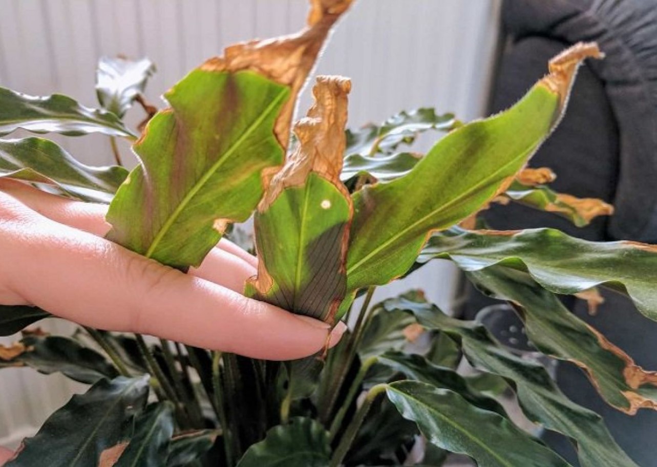 Kan du se tørre bladspidser? Planten råber om hjælp. Find ud af, hvad der plager den, og hvordan du kan hjælpe den