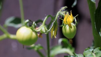 Gød tomaterne med dette i juli for at få en tredobbelt høst