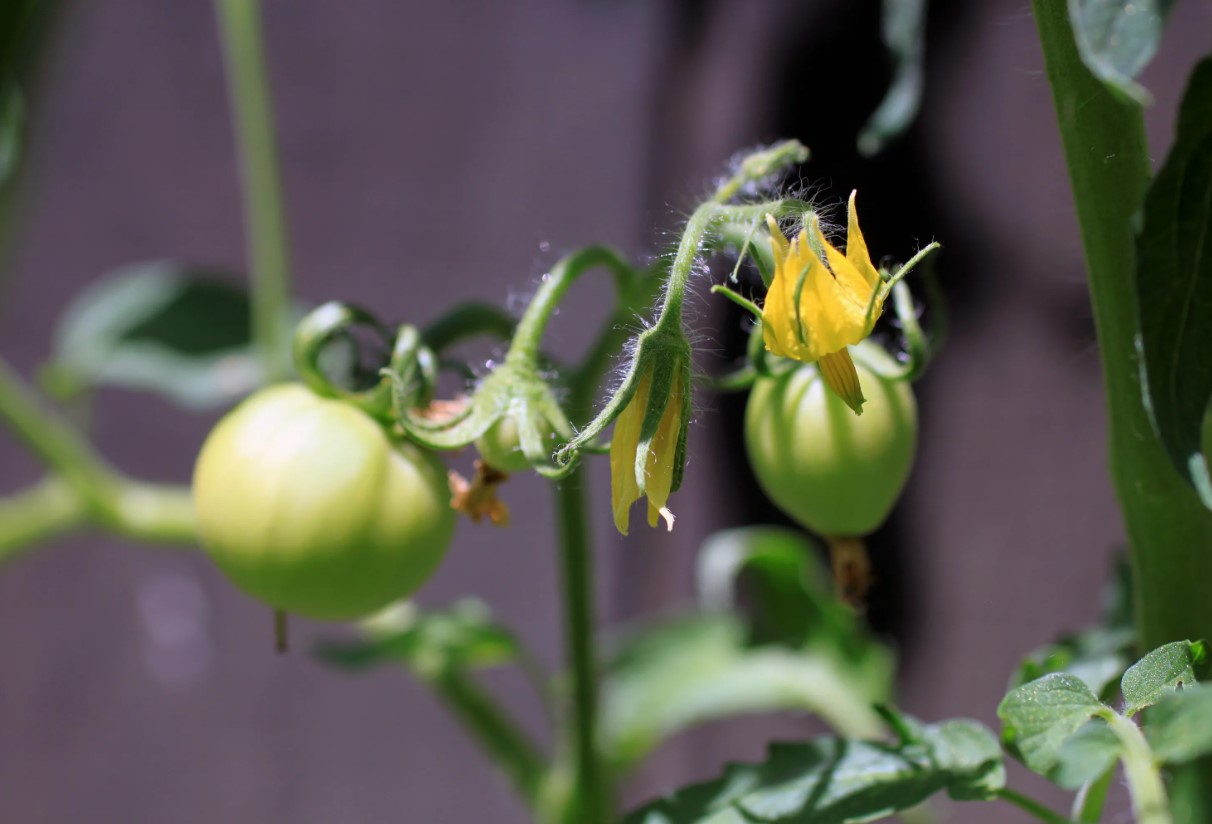 Gød tomaterne med dette i juli for at få en tredobbelt høst