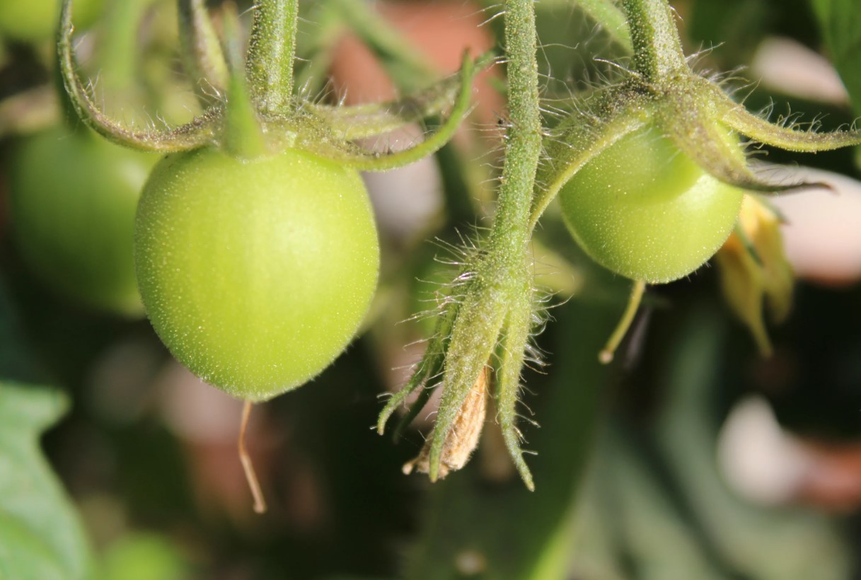 Gød tomaterne med dette i juli for at få en tredobbelt høst