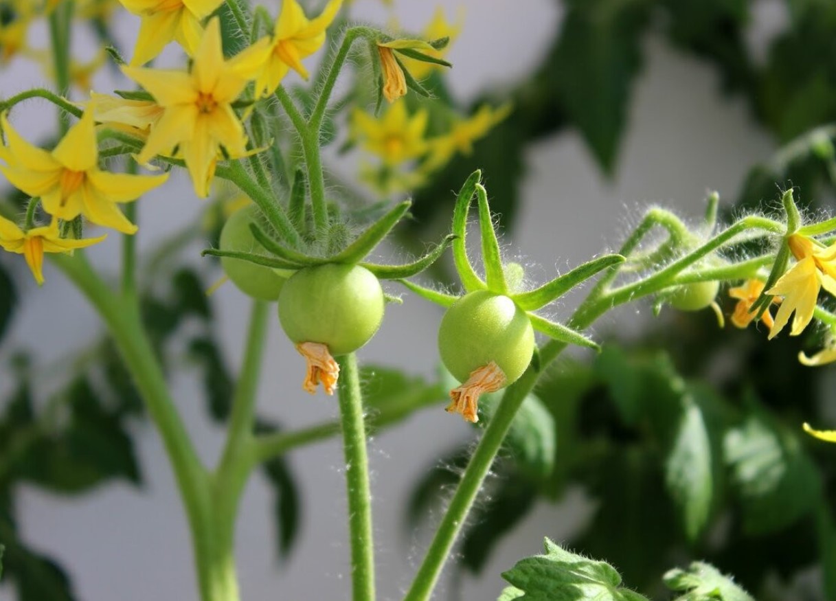 Gød tomaterne med dette i juli for at få en tredobbelt høst