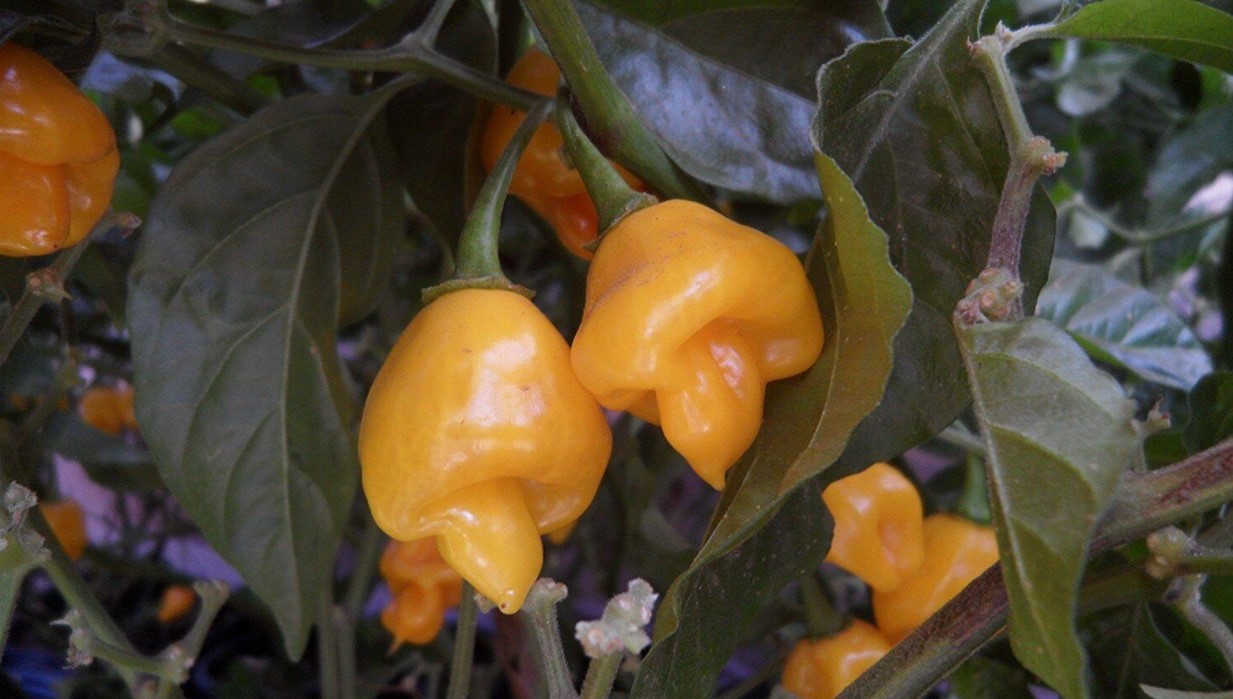 Trinidad Perfume (50-500 SHU)