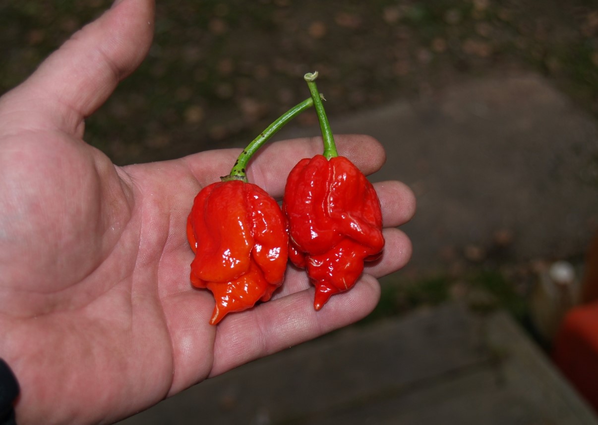Trinidad Scorpion (1.000.000-1.463.700 SHU)