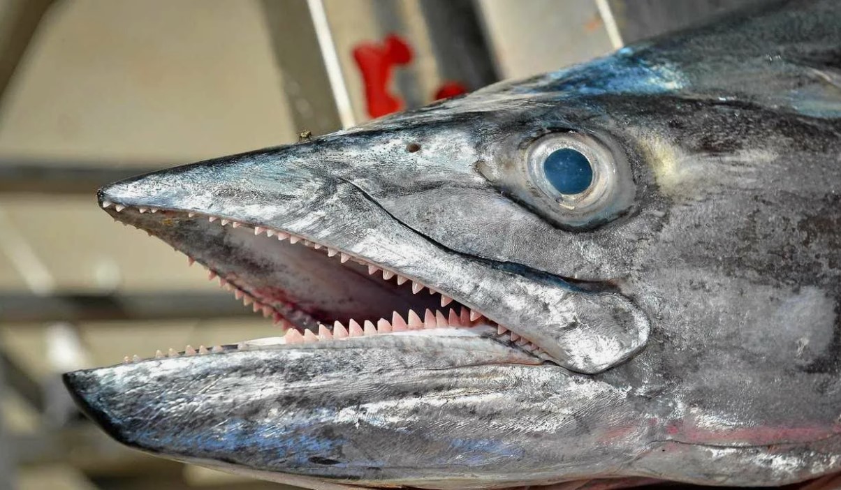 5 fod lang kannibalfisk med skarpe hugtandslignende tænder fundet på strand i Oregon