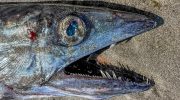 5 fod lang kannibalfisk med skarpe hugtandslignende tænder fundet på strand i Oregon