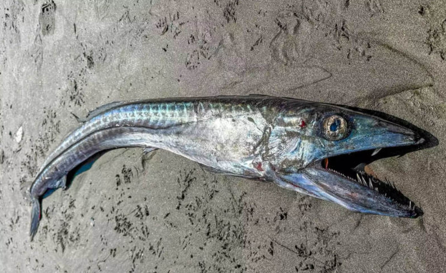 5 fod lang kannibalfisk med skarpe hugtandslignende tænder fundet på strand i Oregon