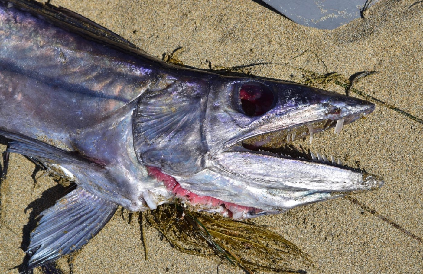 5 fod lang kannibalfisk med skarpe hugtandslignende tænder fundet på strand i Oregon