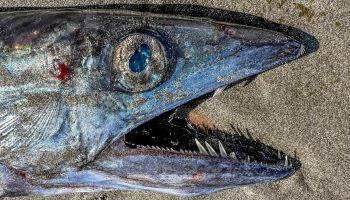 5 fod lang kannibalfisk med skarpe hugtandslignende tænder fundet på strand i Oregon