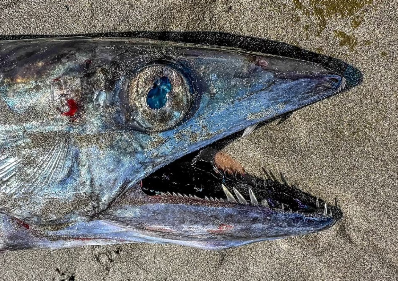 5 fod lang kannibalfisk med skarpe hugtandslignende tænder fundet på strand i Oregon