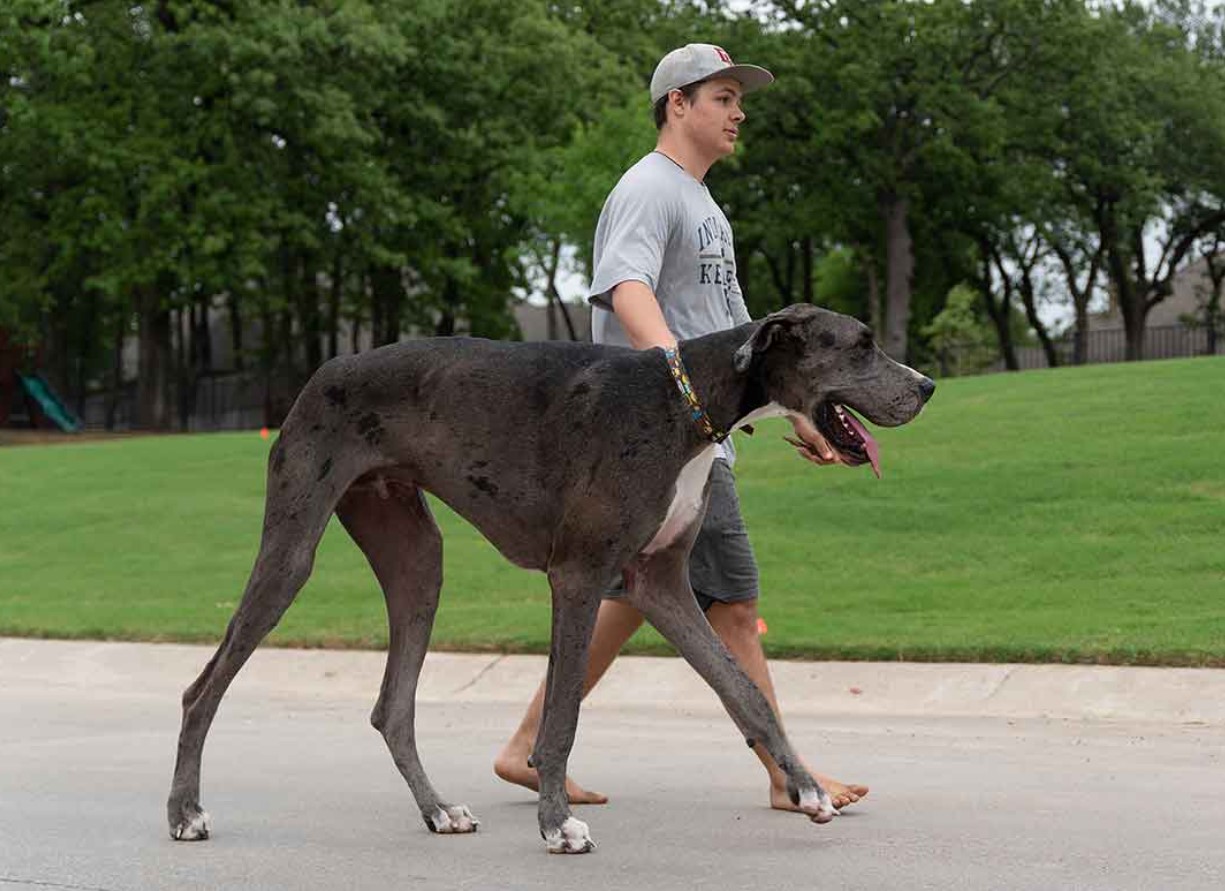 Hvilken race tilhører verdens højeste hund: sådan en ser man sjældent på gaden