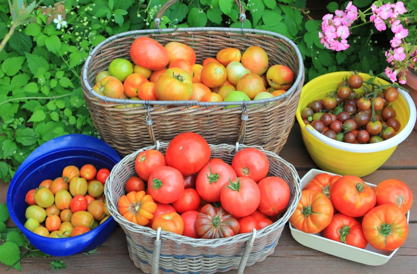 For at tomaterne giver et godt udbytte: 10-14 dage efter udplantningen tilsættes kun 1,5 spiseskefuld pr. 10 liter vand