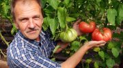 For at tomaterne giver et godt udbytte: 10-14 dage efter udplantningen tilsættes kun 1,5 spiseskefuld pr. 10 liter vand