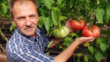 For at tomaterne giver et godt udbytte: 10-14 dage efter udplantningen tilsættes kun 1,5 spiseskefuld pr. 10 liter vand