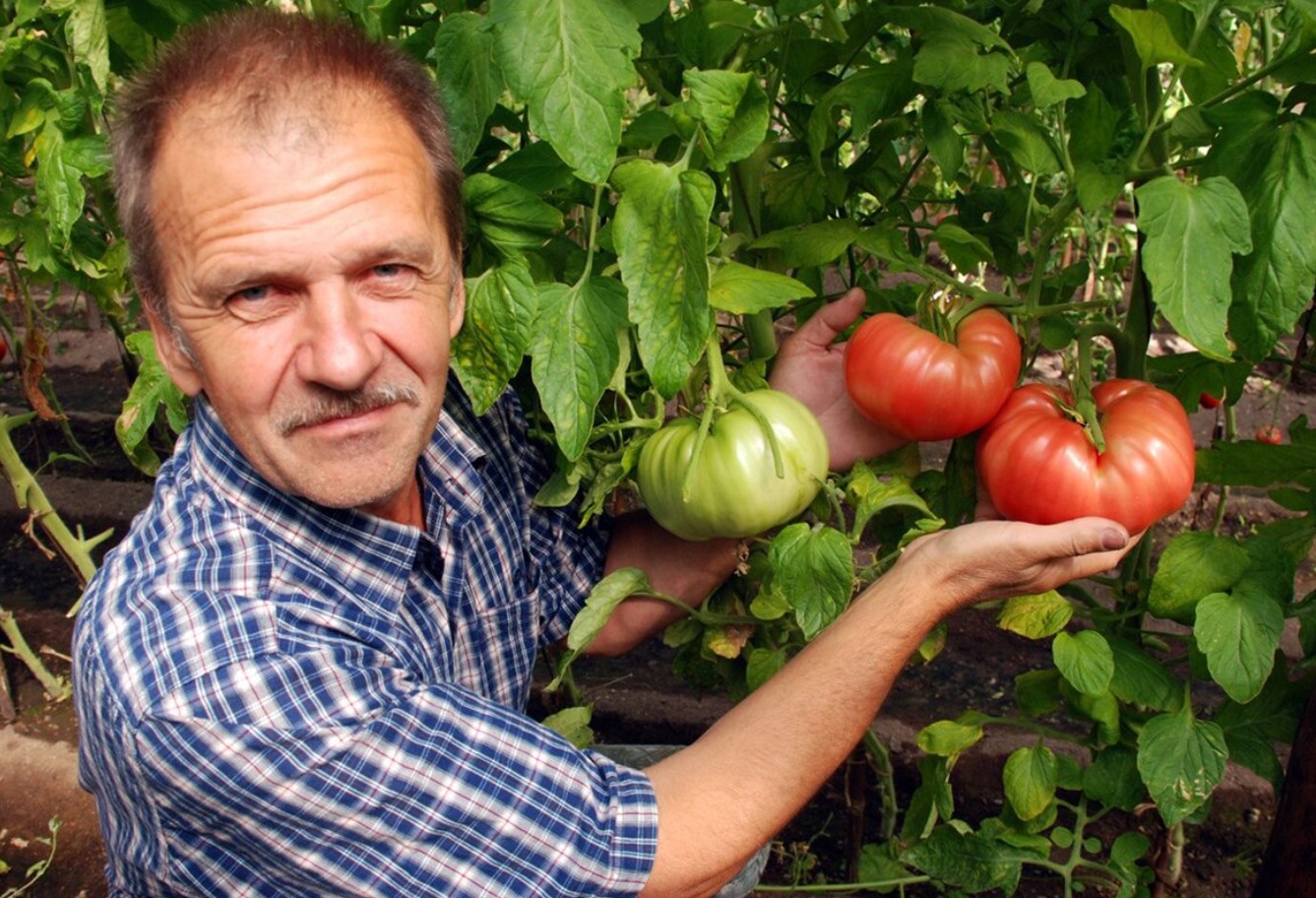 For at tomaterne giver et godt udbytte: 10-14 dage efter udplantningen tilsættes kun 1,5 spiseskefuld pr. 10 liter vand