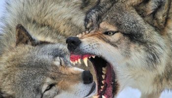 Han spiste ikke sin mormor og jager ikke mennesker: sandheden om ulven, som eventyrene skjulte