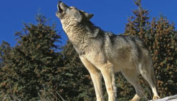 Syvende dødsfald registreret: hvad blev resultatet af genindførelsen af rovdyret, der blev udryddet for 250 år siden